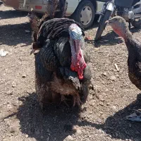 دو عدد بوقلمون .