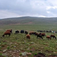 چوپان حقوق 25میلیون  پرداخت ماهانه با خورد خوراک