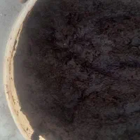 ترشی الوچه جنگلی