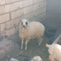 گوسفندبره نر