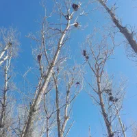 خرید چوب ضایعات وصنعتی