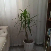 ب دلیل  مهاجرت