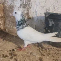کلفه سرول