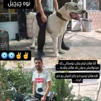 سگ آلابای|سگ|آبعلی, |دیوار