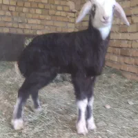 فروش انواع بره شیری نر و ماده درجه یک|حیوانات مزرعه|خرمآباد, |دیوار