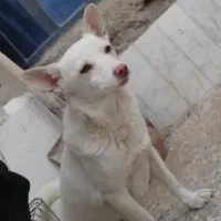 فروش سگ نژاد پامرانین