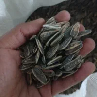 تخمه دورنگ کشمش ذرت ماش بادام زمینی