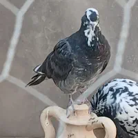 جوجه کبوتر پرشی