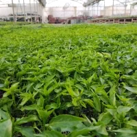 عرضه عمده و تکی نشا صیفی جات