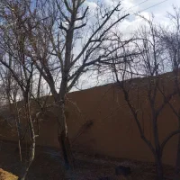چوب درخت گردو و گلابی خشک
