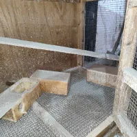 فروش قفس پرورش پرنده|لوازم جانبی حیوانات|بابل, |دیوار