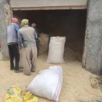 کاه|عمده‌فروشی|درب گنبد, |دیوار