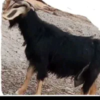 غوسفندمامله میشه با متور