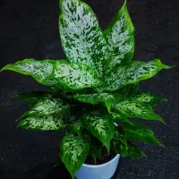 نمایشگاه گل و گیاه باران