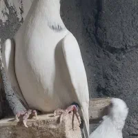 کبوتر|پرنده|چغادک, |دیوار