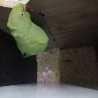 جوجه ملنگو .لانه.چال لونه. طوطی ملنگو. پرنده