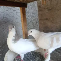 ساده هفت رنگ