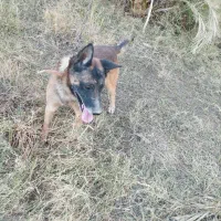 سگ مالینیوز|سگ|جیرفت, |دیوار