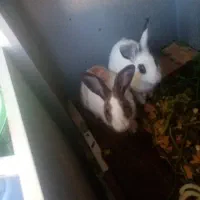 خرگوش خرگوش خانگی باهوش و آرام