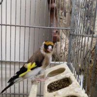 سهره|پرنده|ملارد, |دیوار