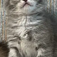 گربه اسکاتیش دوماهه|گربه|تبریز, |دیوار