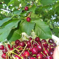 توردورهمی باغ چله گاه جاده سپیدان یاسوج3مرداد|تور و چارتر|شیراز, گلدشت معالی‌آباد|دیوار