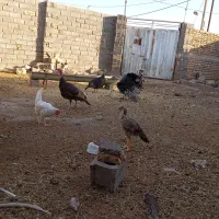 سه بوقلمون یک خروس بزرگ و دوماکیان بزرگ