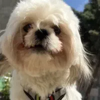 سگ  (عکسش این نیست)