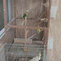 فروش کوتوله برزلی|پرنده|خمینیشهر, |دیوار