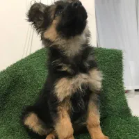 توله ژرمن شپرد شولاین به صورت چکی|سگ|گلپایگان, |دیوار