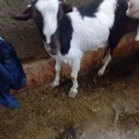 بز با کره ماده