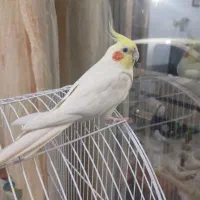 طوطی عروس نر و ماده همراه با قفس