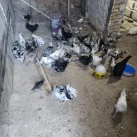 فروش تخم نطفه دار مرغ گلین طوسی وپنگوینی|حیوانات مزرعه|بیجار, |دیوار