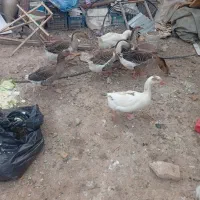 غاز مرغابی اردک