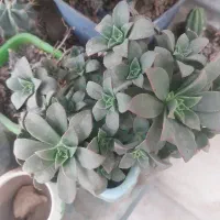 گل کاکتوس|گل و گیاه طبیعی|محمدیه-قزوین, |دیوار