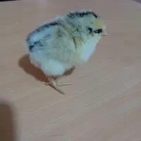 جوجه های محلی