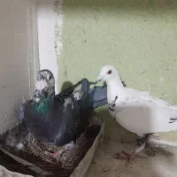 کبوتر سوسکی