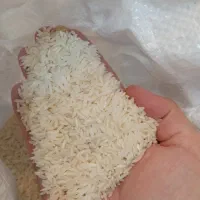برنج هاشمی محصول تازه
