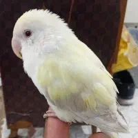 طوطی کوتوله