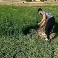 یونجه|لوازم جانبی حیوانات|کوهرنگ, |دیوار