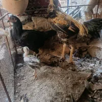 مرغ و خروس