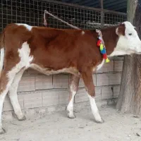 2 عدد گوساله سیمینتال ماده قرمز شرابی 4 ماهه|حیوانات مزرعه|گنبد کاووس, |دیوار