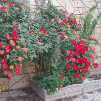 ملک شخصی تک برگ سند'ویلایی