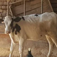 گوساله ماده ۷۵روزه
