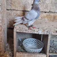 کاغذی دمسفید نر