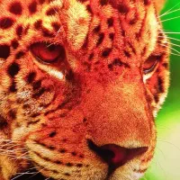 لپتاپ  گیمینگ   ایسر   Predator   فورکی   1080|رایانه همراه|تهران, امام زاده عبدالله|دیوار