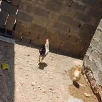 فرخاباد