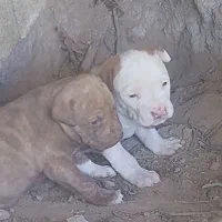 سگ پیتبول با دوتا توله نرو ماده