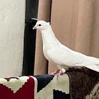 کفتر یا کبوتر سفید نر