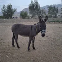 الاغ باری|حیوانات مزرعه|دوگنبدان, |دیوار